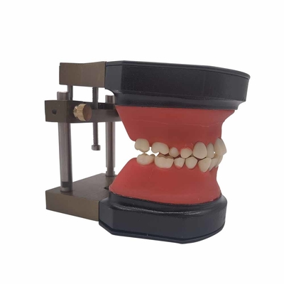 China Orthodontic Training Typodont Dental Teeth Model / Teeth Model for training / Study Teaching Model supplier