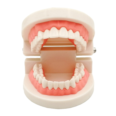 China Dental Teeth Teaching Model Full Set Orthodontic Model with Metal Bracket /dental bracket Standard model of dentures supplier