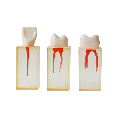 China Clinic Dental Product Model Decoration Dental Endodontic Dental Root Canal Model Root Canal Teeth For Students Practice supplier