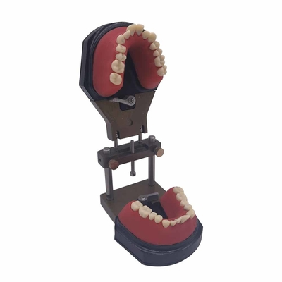 Orthodontic Training Typodont Dental Teeth Model / Teeth Model for training / Study Teaching Model supplier