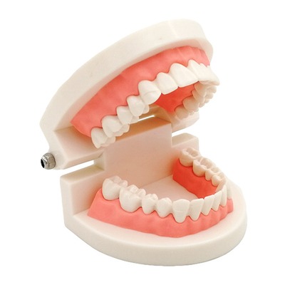 Dental Teeth Teaching Model Full Set Orthodontic Model with Metal Bracket /dental bracket Standard model of dentures supplier