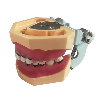 Dental Medicine Science Education Model Practice Human Teeth Oral Model Periodontal Disease Model supplier