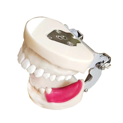 Dental Implant Practice Jaw Model Dental Technician Practice Teaching Gum Teeth Jaw Model Dentistry Equipment supplier