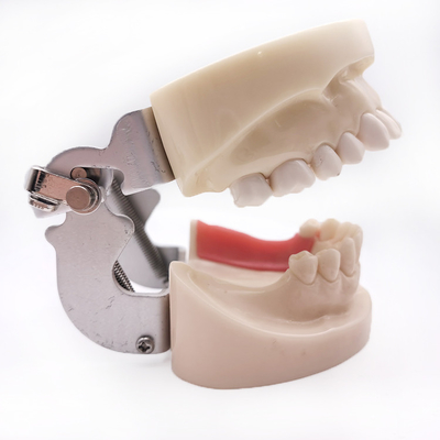 Dental Implant Practice Jaw Model Dental Technician Practice Teaching Gum Teeth Jaw Model Dentistry Equipment supplier